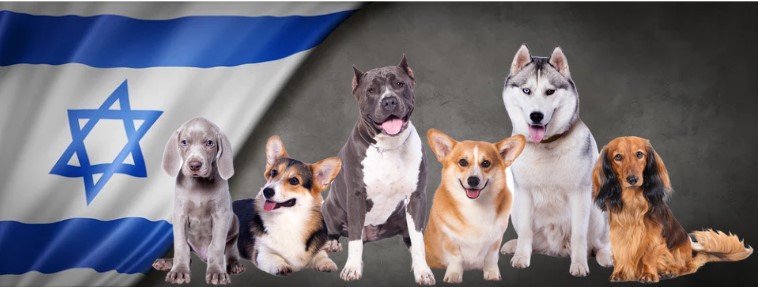 כלבים