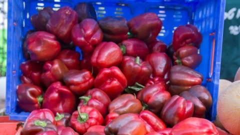 פלפלים, צילום: בשמת גטניו