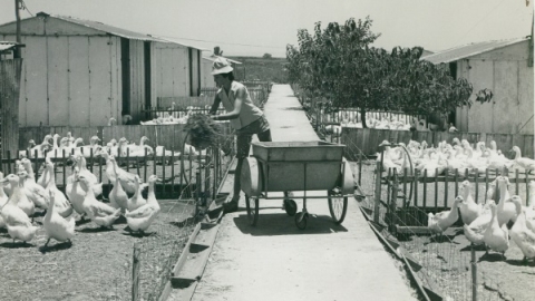 	גבעת חיים איחוד, 1954. נורית וולף בברווזייה. צילום- עמרם נבו.